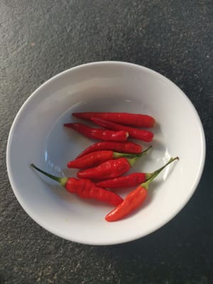 红辣椒种子