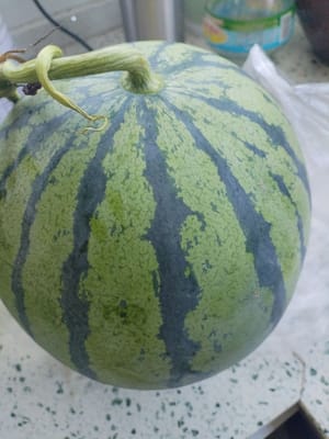 300 grams of watermelon