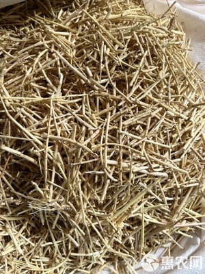 Imperatae essiccate