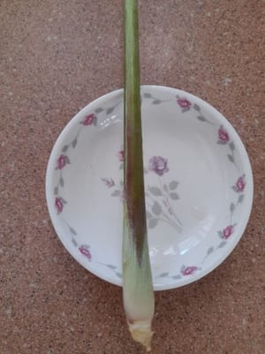 gambo di citronella