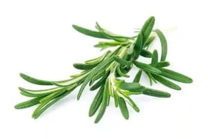 Romarin