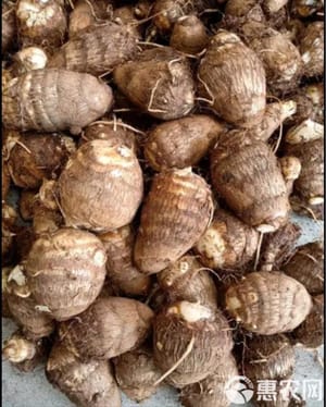 taro