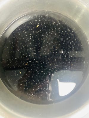 Remojar los frijoles negros: agregar agua a los frijoles negros y dejarlos en remojo en el refrigerador durante la noche (en climas cálidos, los frijoles pueden germinar fácilmente y volverse ácidos, por lo que es más seguro colocarlos en el refrigerador).