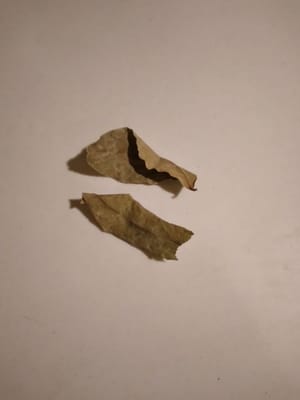 月桂樹の葉