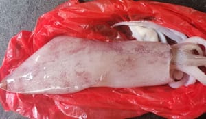 魷魚尾