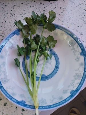 cilantro