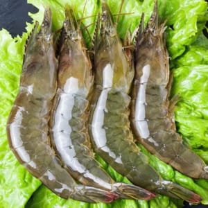 500g udang hidup