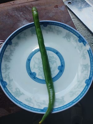 青辣椒