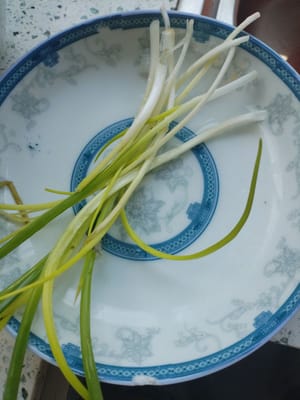 daun bawang