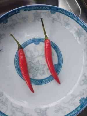 小米椒两条