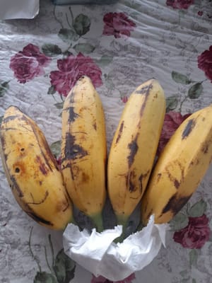 ripe kepok bananas (cut obliquely)