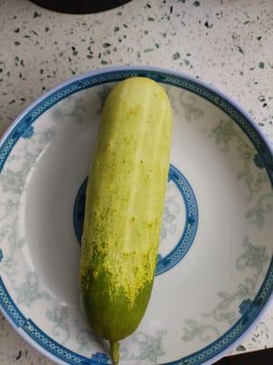 Gurke