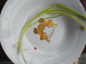 Schnittlauch