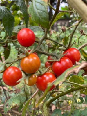 Tomates cherry