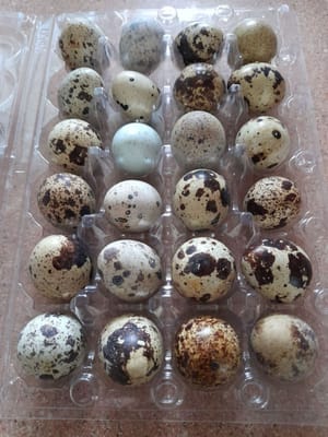 Enough quail eggs