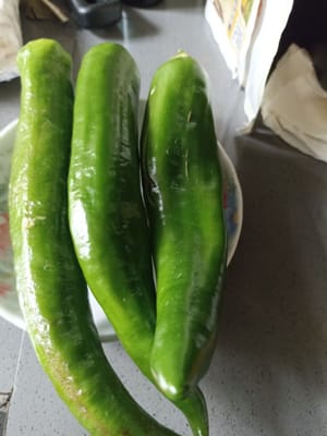 graines de piment vert
