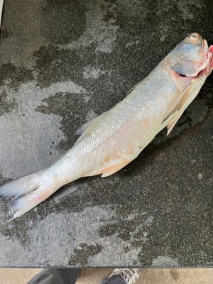 Dorada 600 g