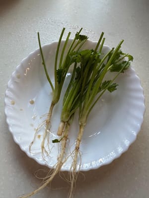 รากผักชี