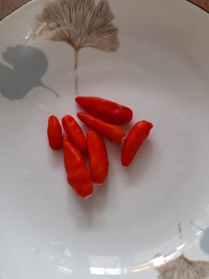 カイエンペッパーの種