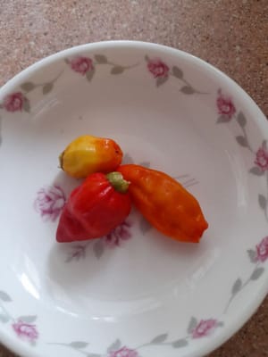 辣椒果實