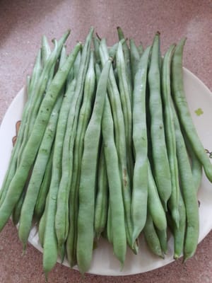 鷹嘴豆