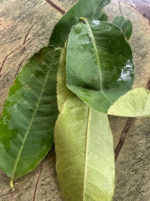 ใบมะนาว