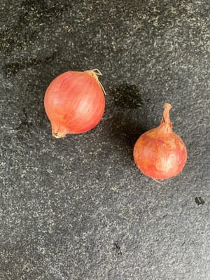 shallot