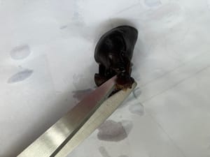 Cut the head of each fungus.
