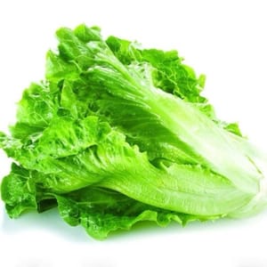 lechuga