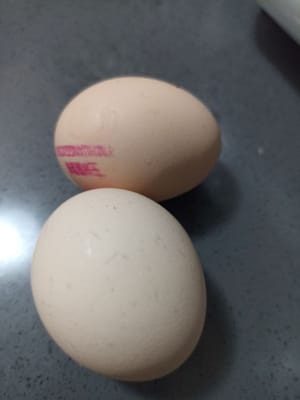 Eier