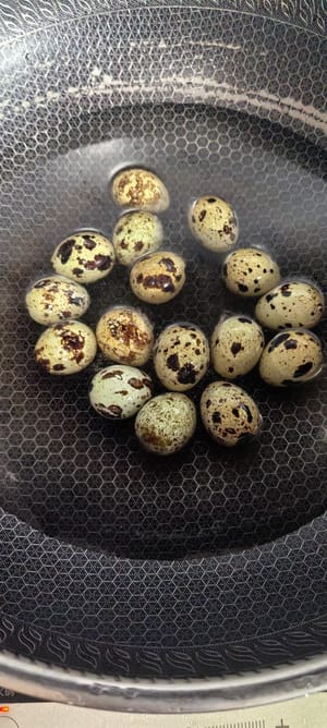 鹌鹑蛋冷水上锅煮15分钟