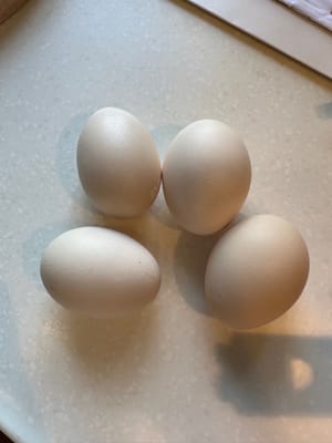 雞蛋