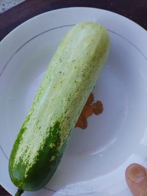 Cucumber