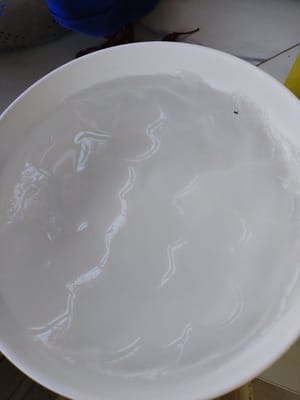 ice jelly