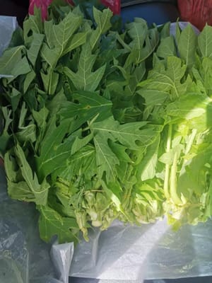 绑木瓜叶（500克）