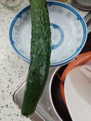 pepino