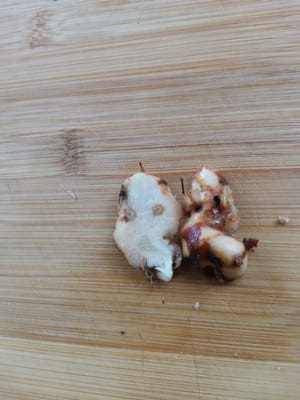 articulations des doigts de galanga