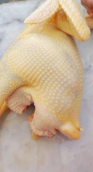 ไก่บ้านครึ่งตัว