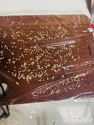 Pertama, bentangkan selapis plastik pembungkus, lalu taburi dengan biji wijen sangrai (opsional), atau olesi dengan sedikit minyak goreng agar tidak lengket. Jika menggunakan plastik pembungkus, Anda cukup menahannya saat makan (Anda tidak perlu mengolesinya dengan minyak, jika mau), karena nasi akan mudah lengket.