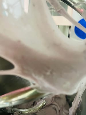 반죽을 매끈한 가장자리와 들쭉날쭉한 가장자리가 없는 필름 모양으로 만들 때까지 계속 반죽합니다(참고로 필름 상태를 보여드리는 것이며, 이것이 우리가 만들고 싶은 것입니다).