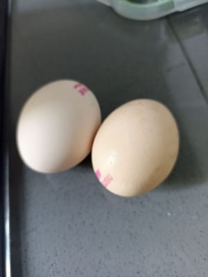 biji kuning telur