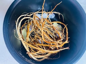 再放处理好的五指毛桃。