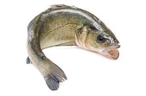 鱸魚1條