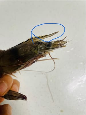 Penanganan yang Aman: Gunakan gunting untuk memotong rostrum yang tajam di bagian depan kepala udang untuk menghindari tertusuk saat memegang atau memakannya.