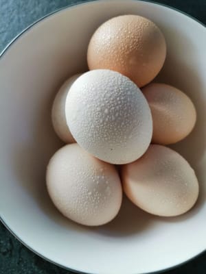 huevo de gallina