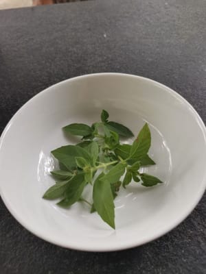 罗勒茎