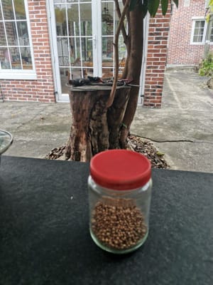 /2茶匙香菜