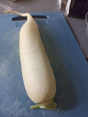 中等大小的萝卜