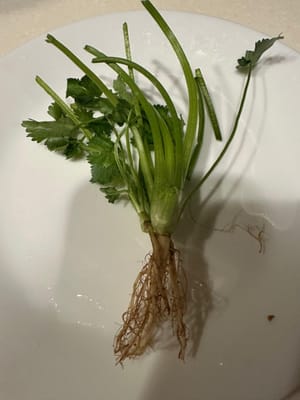 รากผักชี