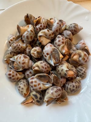 หอยทากทะเล